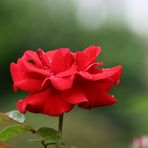 Rote Rose mit ein paar Tränen 