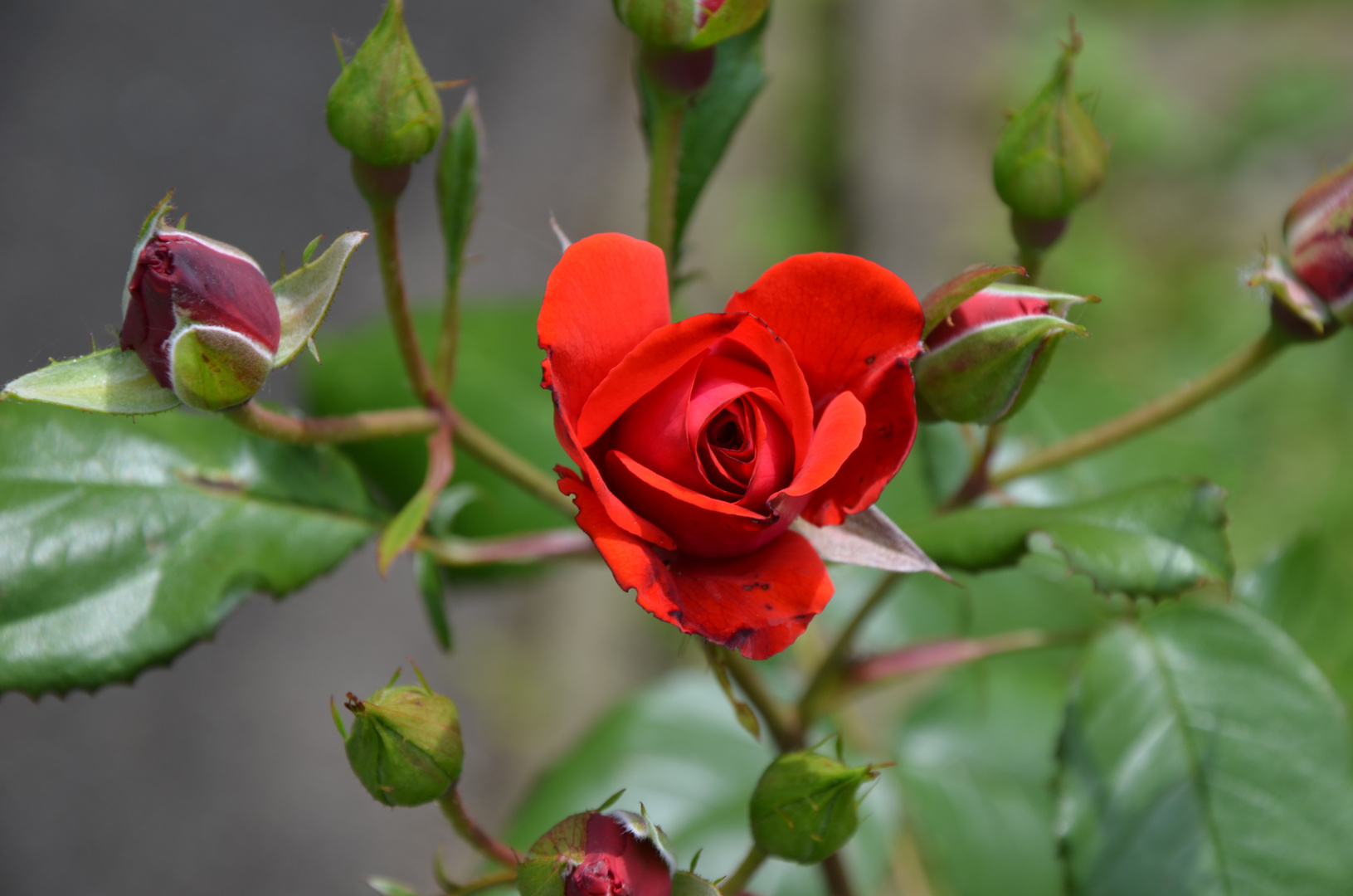 Rote Rose mit Knospen