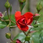 Rote Rose mit Knospen