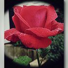Rote Rose mit nach einem Regenschauer