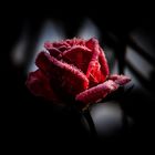 Rote Rose mit Raureif