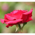 Rote Rose mit Regentropfen