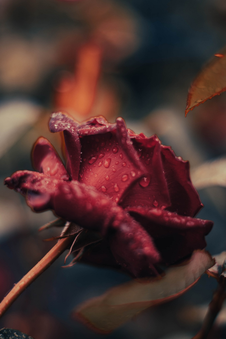 Rote Rose mit Regentropfen