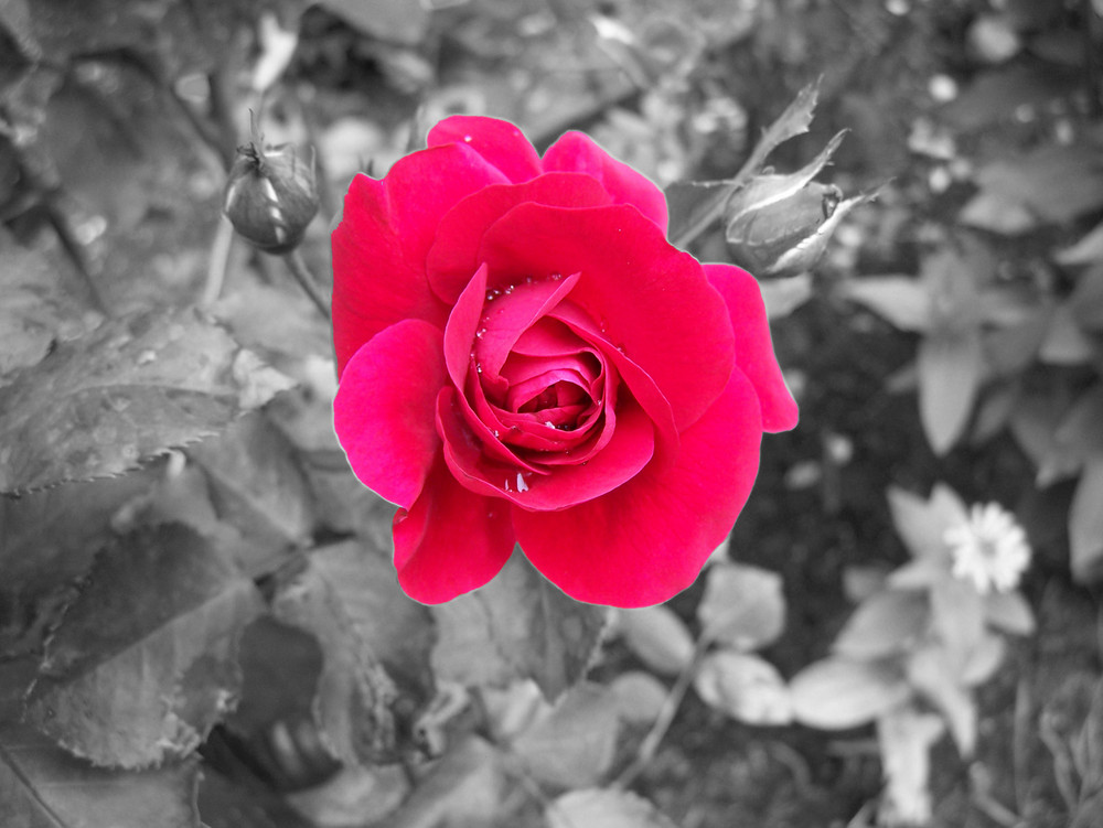 Rote Rose mit SW Hintergrund