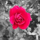 Rote Rose mit SW Hintergrund