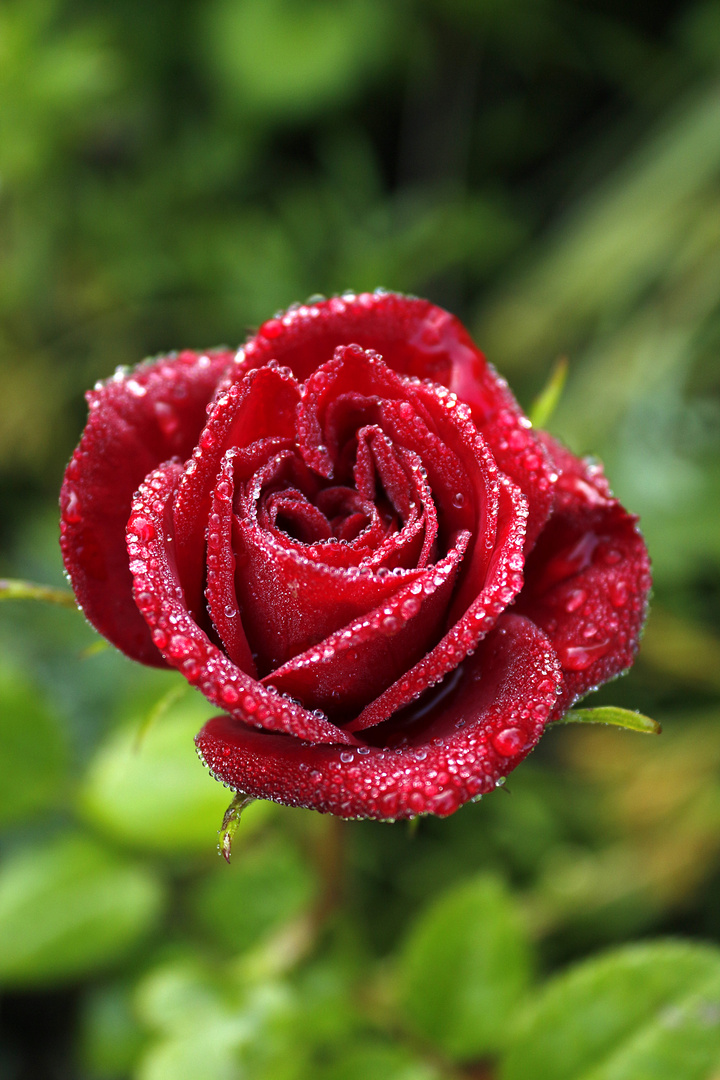 rote Rose mit Tautropfen