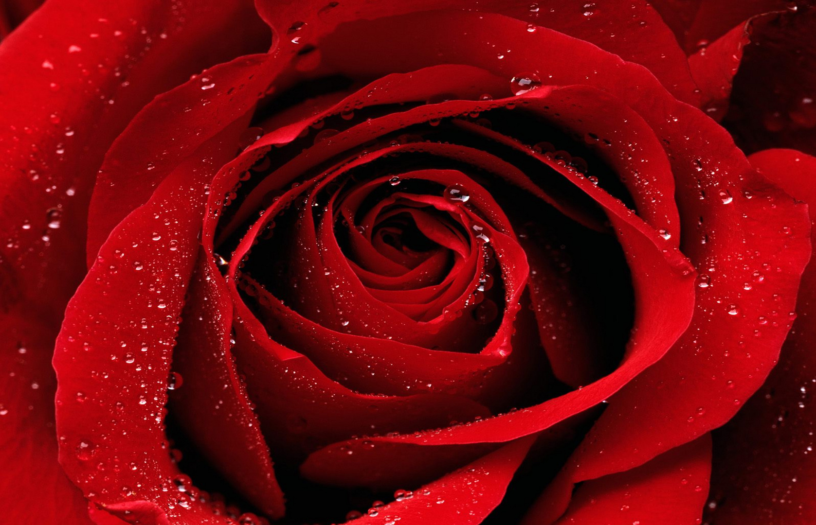 rote Rose mit Tropfen Foto & Bild naturmakros, naturkreativ