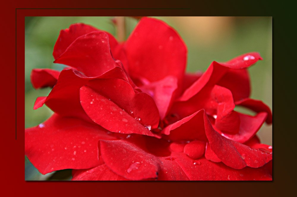 Rote Rose mit Tropfen