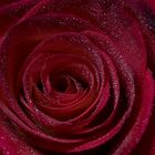 Rote Rose mit Tropfen