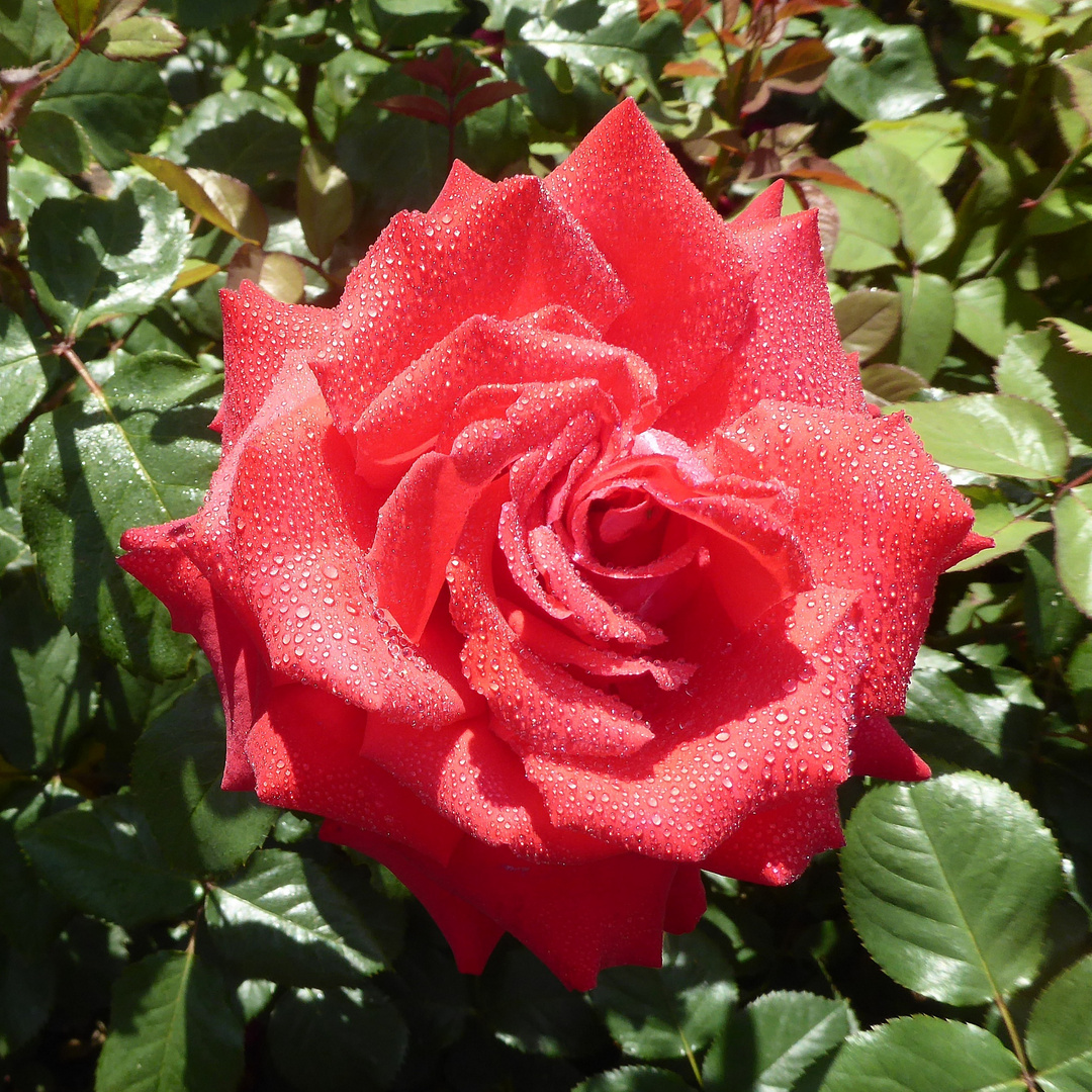 rote Rose mit Tropfen