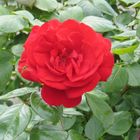 Rote Rose mit Wespe