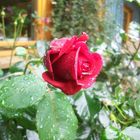 Rote Rose nach dem Regen