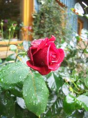 Rote Rose nach dem Regen