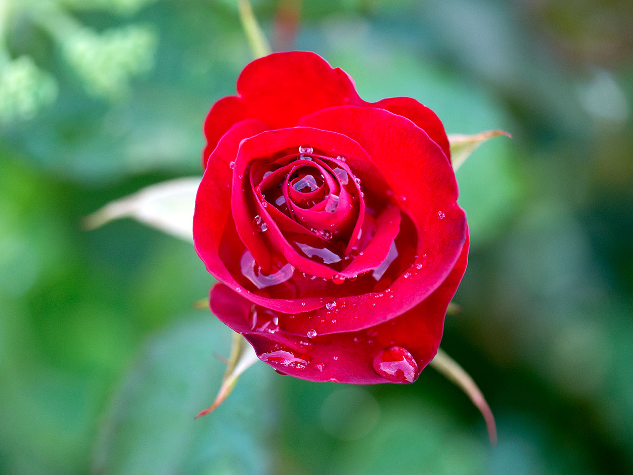 Rote Rose nach dem Regen