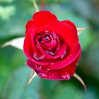 Rote Rose nach dem Regen