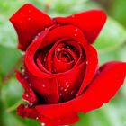 rote Rose nach dem Regen...