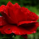 Rote Rose nach dem Regen