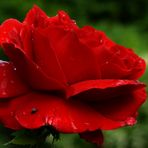 Rote Rose nach dem Regen