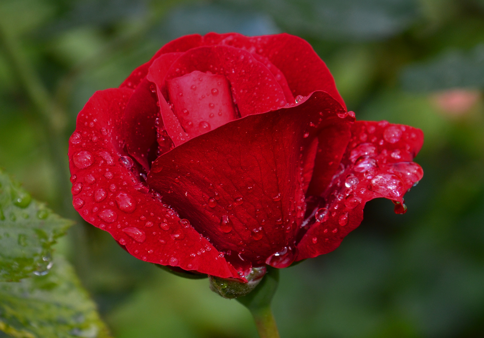 Rote Rose nach Regen