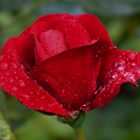 Rote Rose nach Regen