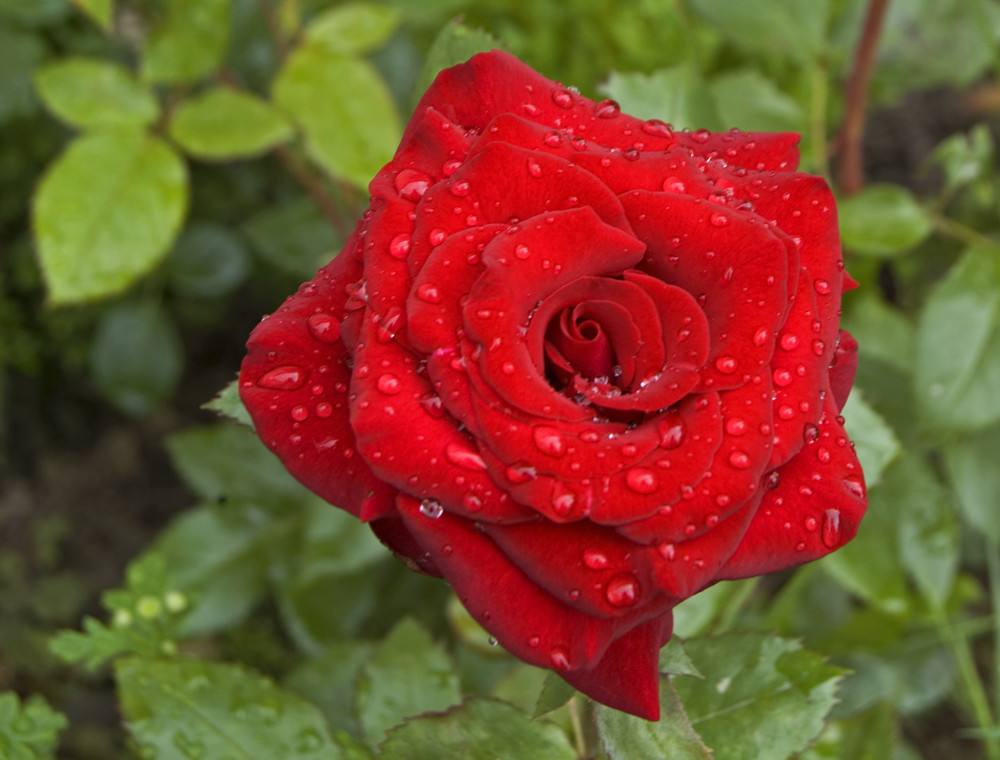 rote Rose nach Regenschauer