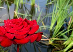 Rote Rose - Schloß Ippenburg, Osnabrücker Land