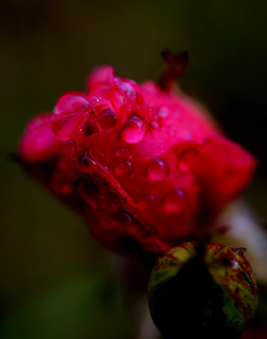 Rote Rose vom Regen getränkt