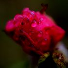 Rote Rose vom Regen getränkt