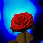 Rote Rose vor Blau