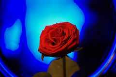 Rote Rose vor Blau