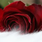 Rote Rose- weiß wie Schnee