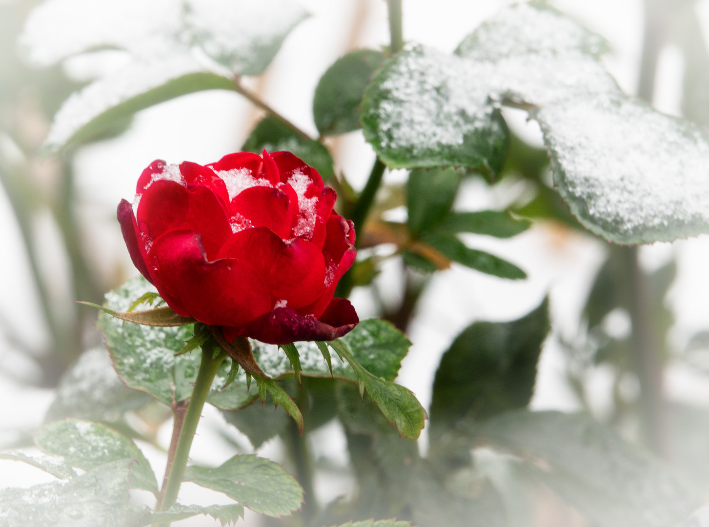 Rote Rose - weißer Schnee