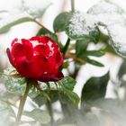 Rote Rose - weißer Schnee