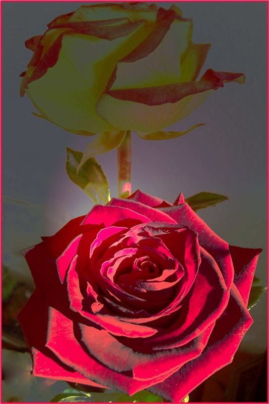 rote Rose zum Geburtstag
