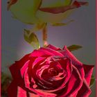 rote Rose zum Geburtstag