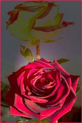 rote Rose zum Geburtstag