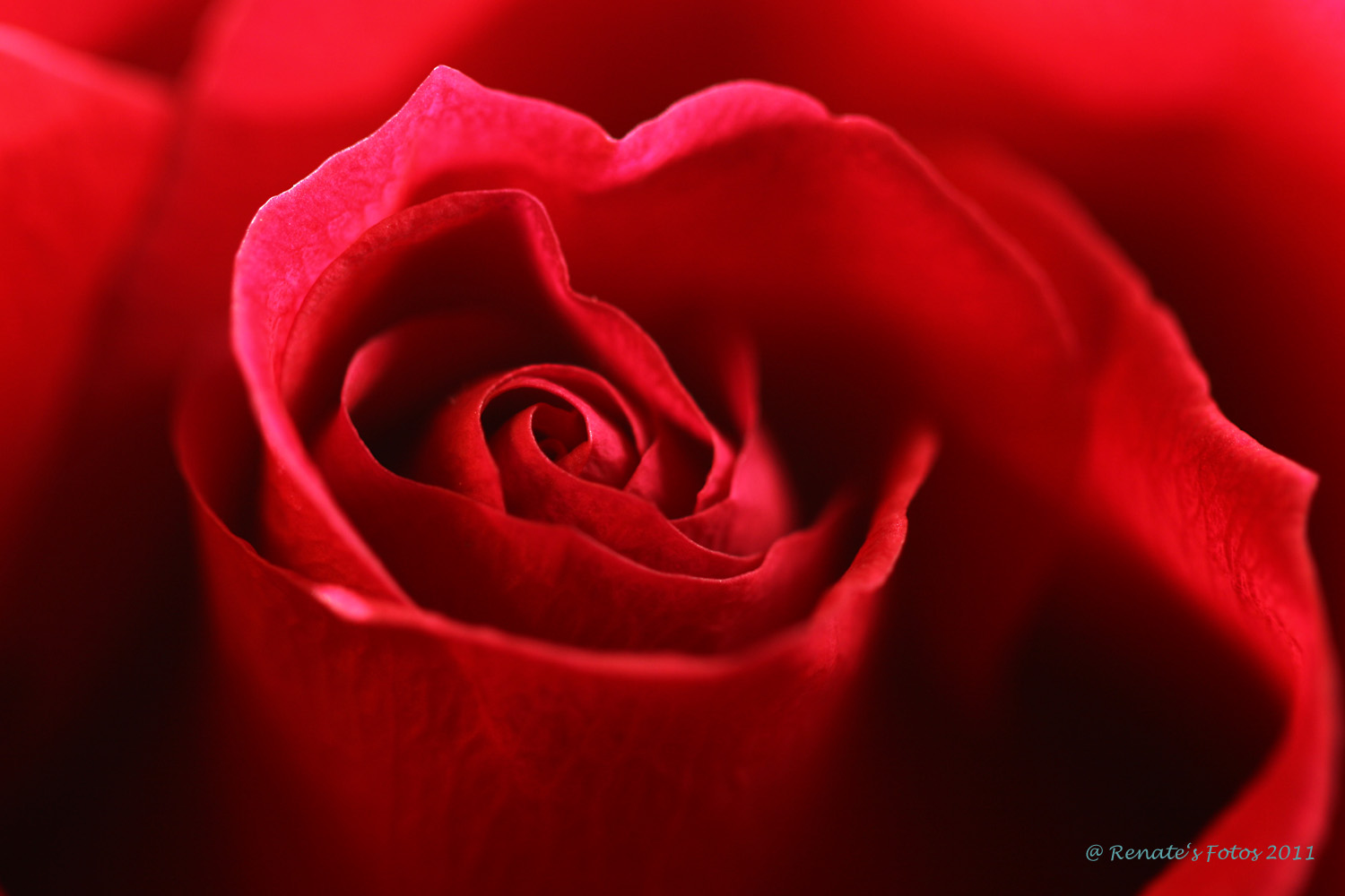 Rote Rose zum Valentinstag 2011