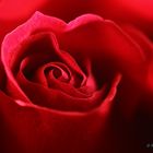 Rote Rose zum Valentinstag 2011