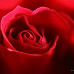 Rote Rose zum Valentinstag 2011