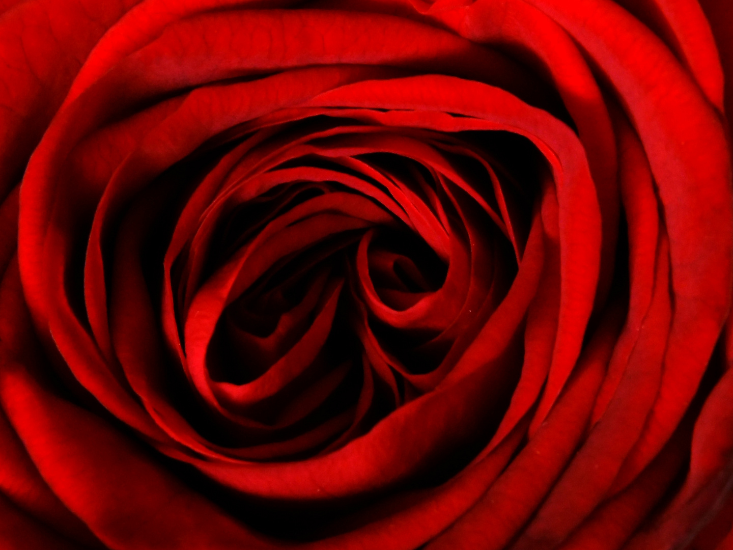 Rote Rose#2