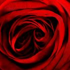 Rote Rose#2