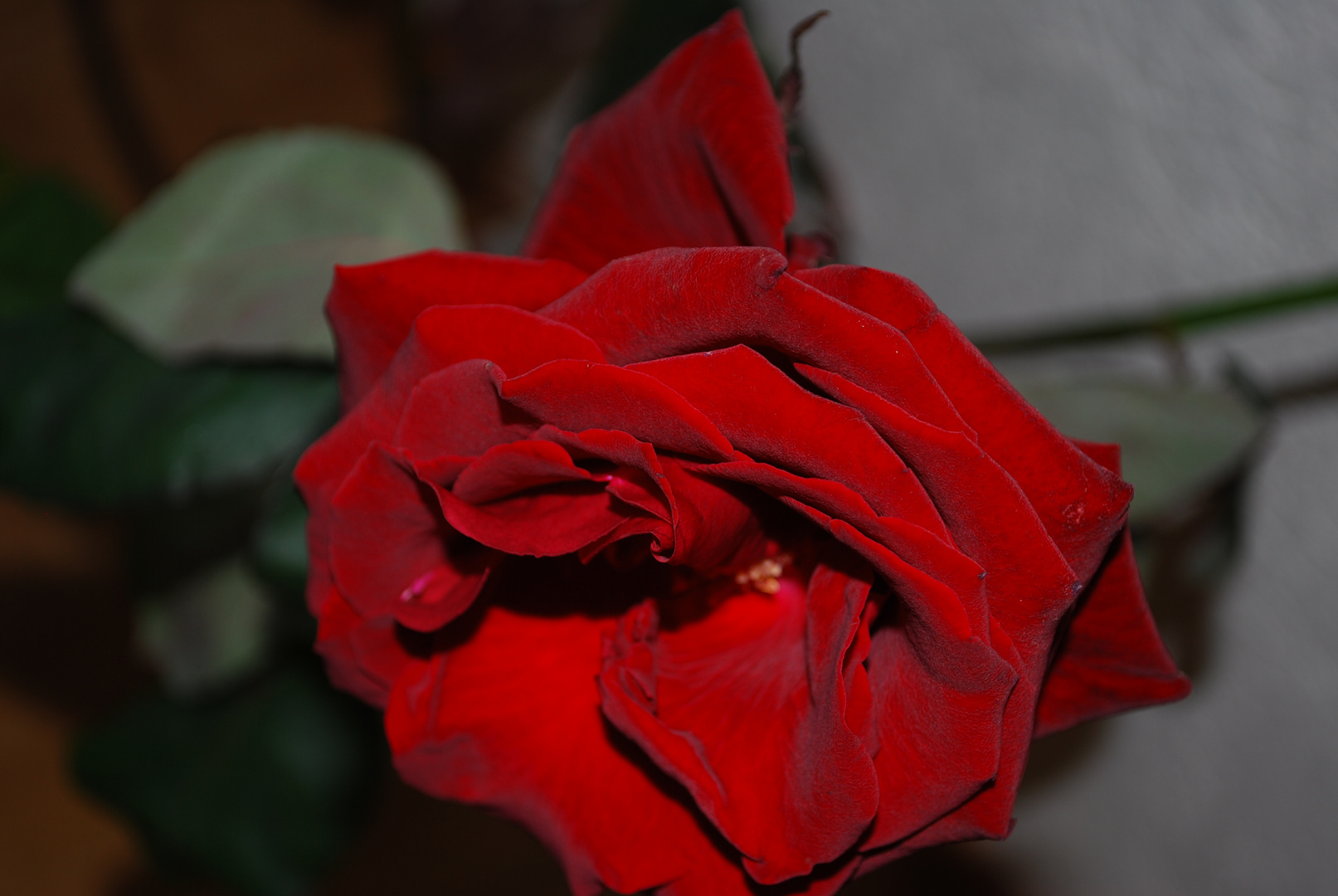 rote Rose.....einfache Schönheit