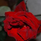 rote Rose.....einfache Schönheit