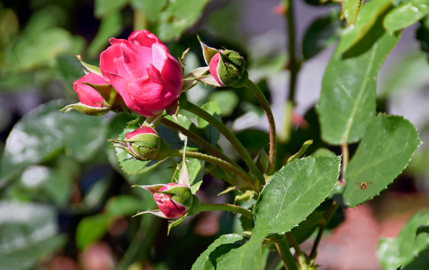 Rote Rosen