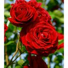 rote Rosen