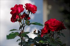 rote Rosen 