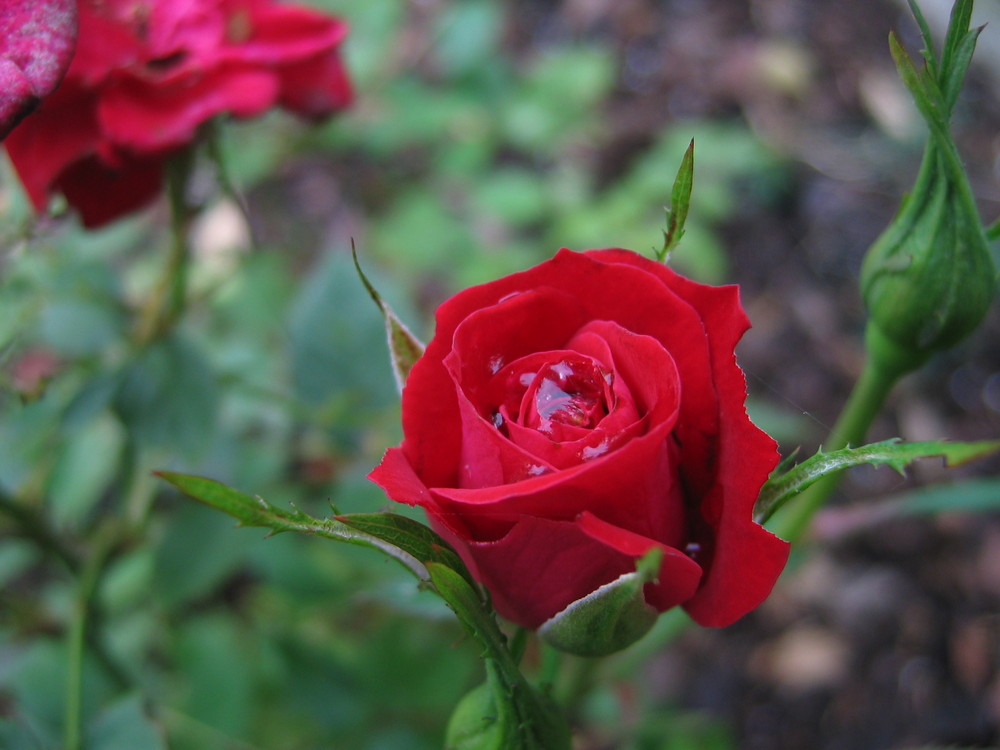 Rote Rosen