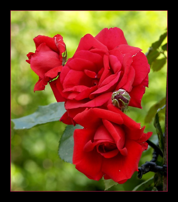 Rote Rosen