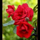 Rote Rosen