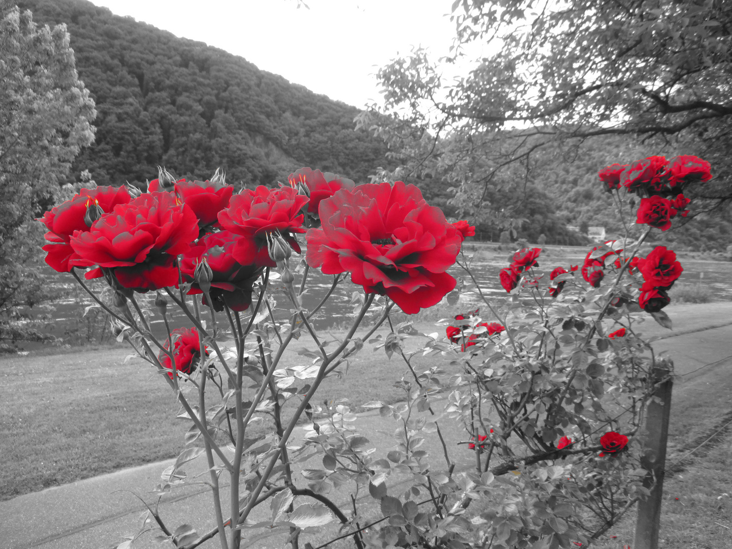 Rote Rosen